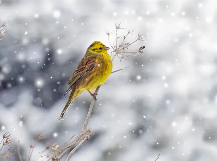 Framed Print : Yellowhammer (Emberiza citrinella) in winter snow. Norfolk, England, UK. February Framed Print : Yellowhammer (Emberiza citrinella) in winter snow. Norfolk, England, UK. February