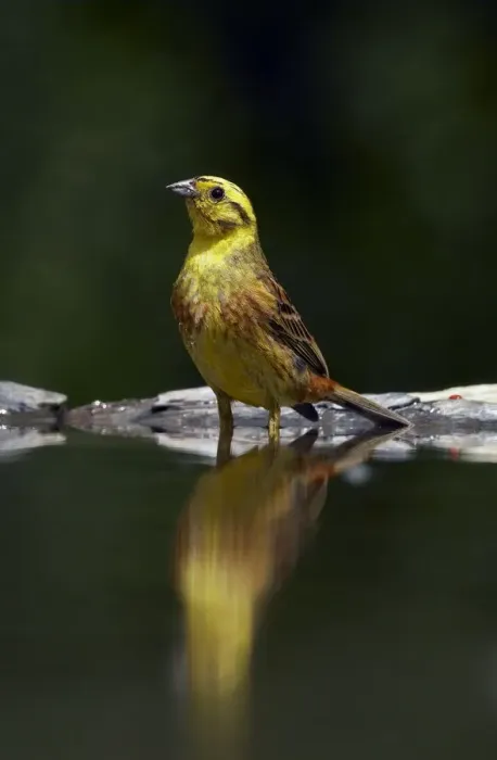 Framed Print : Yellowhammer (Emberiza citrinellus) male at water, Pusztaszer, Hungary, May 2008 Framed Print : Yellowhammer (Emberiza citrinellus) male at water, Pusztaszer, Hungary, May 2008