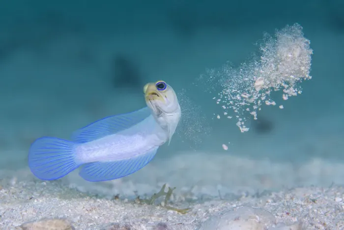 Framed Print : Yellowhead jawfish (Opistognathus aurifrons) spitting out sand as it digs its burrow Framed Print : Yellowhead jawfish (Opistognathus aurifrons) spitting out sand as it digs its burrow