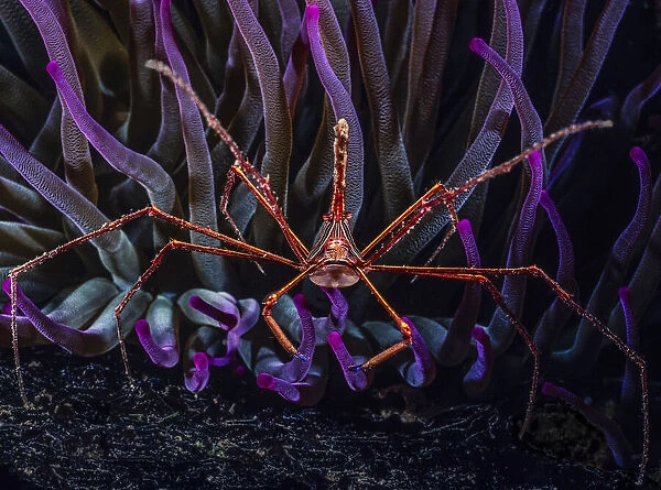 Yellowline arrow crab (Stenorhynchus seticornis) living in association with Giant Caribbean sea anemone (Condylactis gigantea), Dominica, Caribbean
