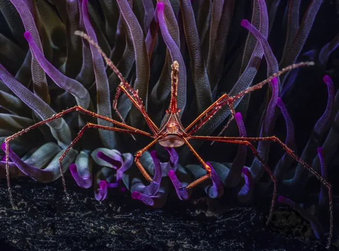 Framed Print : Yellowline arrow crab (Stenorhynchus seticornis) living in association with Giant Caribbean sea anemone (Condylactis gigantea), Dominica, Caribbean Framed Print : Yellowline arrow crab (Stenorhynchus seticornis) living in association with Giant Caribbean sea anemone (Condylactis gigantea), Dominica, Caribbean