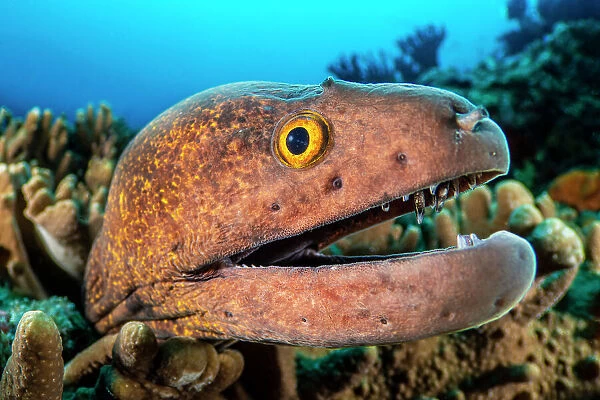 Yellowmargin moray (Gymnothorax flavimarginatus) peering out from Digitate leather coral (Sinularia sp. ) on a reef, Ari Atoll, Maldives, Indian Ocean