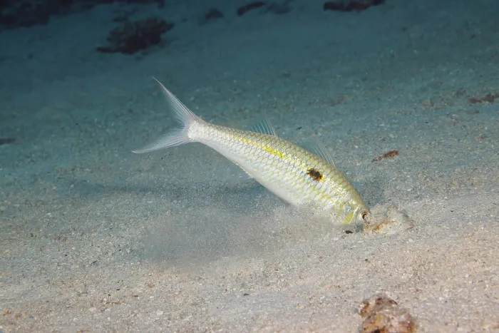 Framed Print : Yellowstripe goatfish (Mulloidichthys flavolineatus) digging through sand on seabed to catch prey sensed with barbels, Hawaii, Pacific Ocean Framed Print : Yellowstripe goatfish (Mulloidichthys flavolineatus) digging through sand on seabed to catch prey sensed with barbels, Hawaii, Pacific Ocean