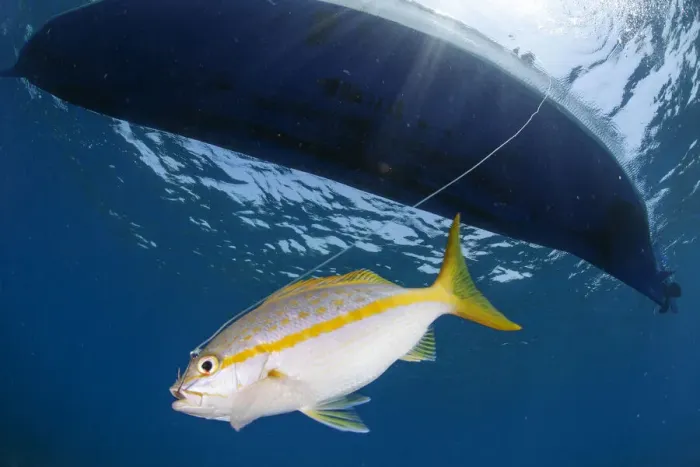 Framed Print : Yellowtail snapper (Ocyurus chrysurus) hooked on fishing line. Yellowtail snapper fishery, Utila Island, Honduras. Caribbean Sea Framed Print : Yellowtail snapper (Ocyurus chrysurus) hooked on fishing line. Yellowtail snapper fishery, Utila Island, Honduras. Caribbean Sea