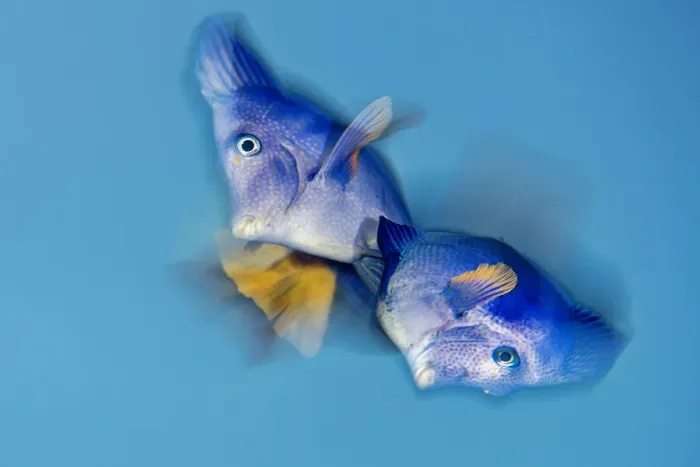 Framed Print : Yellowtail tang (Zebrasoma xanthurum) male and female turn belly to belly during spawning Framed Print : Yellowtail tang (Zebrasoma xanthurum) male and female turn belly to belly during spawning