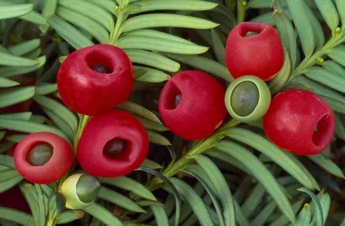 Framed Print : Yew berries (Taxus baccata) Berwickshire, Scotland, September Framed Print : Yew berries (Taxus baccata) Berwickshire, Scotland, September