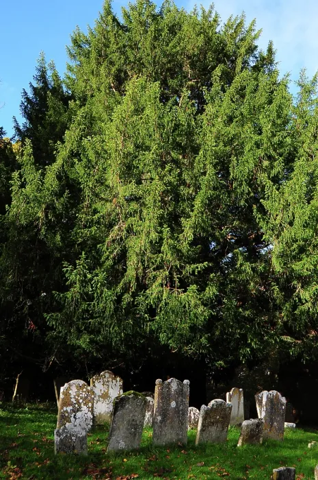 Framed Print : Yew tree (Taxus baccata) with graves, St.Nicholas churchyard, Brockenhurst, Hampshire, UK, November. Tree is thought to be at least a thousand years old Framed Print : Yew tree (Taxus baccata) with graves, St.Nicholas churchyard, Brockenhurst, Hampshire, UK, November. Tree is thought to be at least a thousand years old