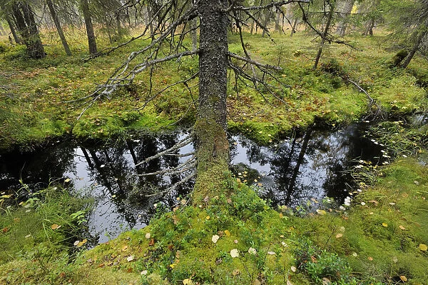 Yli-Vuoki old forest reserve, Suomussalmi, Finland, September 2008
