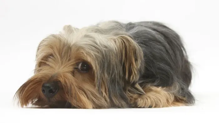 Framed Print : Yorkshire Terrier, lying with chin on the floor Framed Print : Yorkshire Terrier, lying with chin on the floor