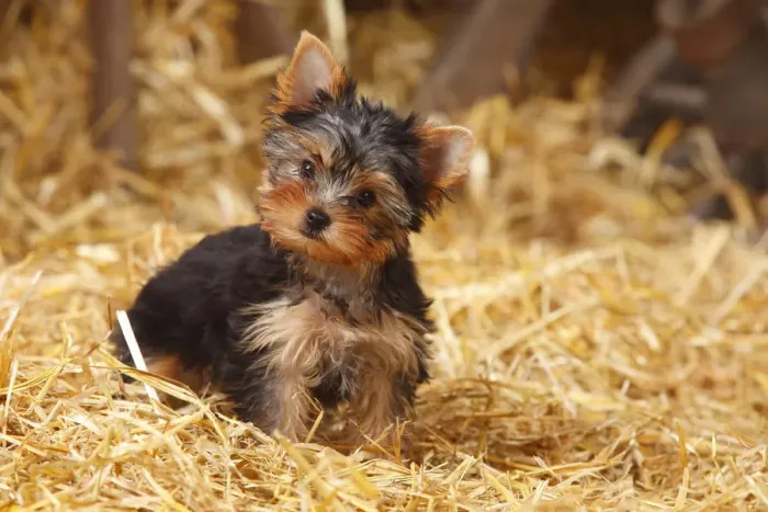 Framed Print : Yorkshire Terrier, puppy, age 11 weeks sitting in straw Framed Print : Yorkshire Terrier, puppy, age 11 weeks sitting in straw