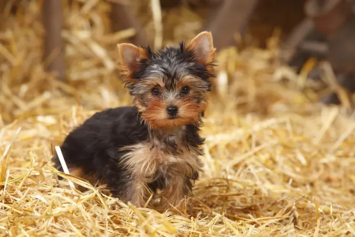 Framed Print : Yorkshire Terrier, puppy, age 11 weeks sitting in straw Framed Print : Yorkshire Terrier, puppy, age 11 weeks sitting in straw