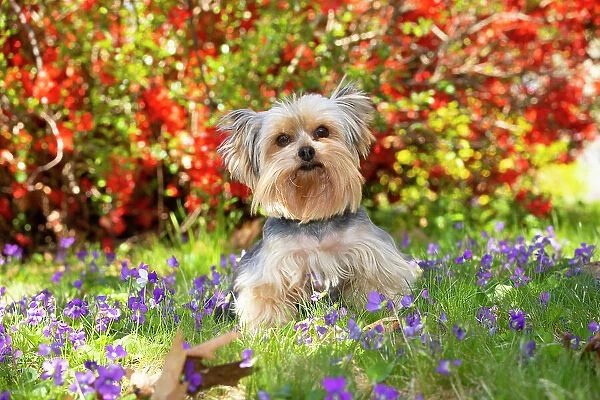 Yorkshire terrier standing among spring flowers, portrait, Haddam, Connecticut, USA. April