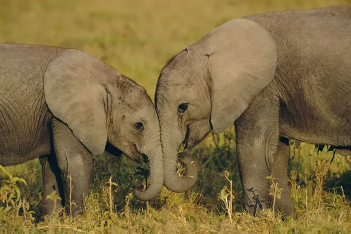 Framed Print : Two young African elephants {Loxodonta africana} Amboseli NP, Kenya