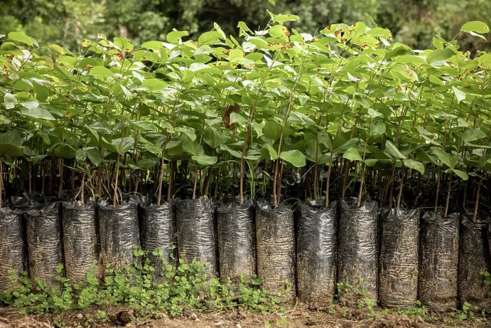Framed Print : Young Algarrobo trees (Hymenaea courbaril) in a nursery, part of a reforestation project, Sierra Nevada de Santa Marta, Colombia, November, 2021 Framed Print : Young Algarrobo trees (Hymenaea courbaril) in a nursery, part of a reforestation project, Sierra Nevada de Santa Marta, Colombia, November, 2021