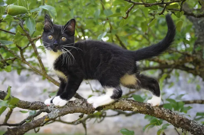 Framed Print : Young black domestic cat with white bib and paws, climbing tree, France Framed Print : Young black domestic cat with white bib and paws, climbing tree, France