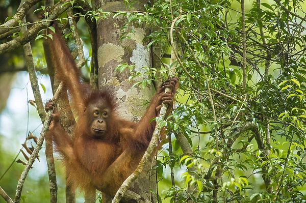Young Bornean orangutan (Pongo pygmaeus) in trees, Tanjung Puting National Park, Borneo-Kalimatan
