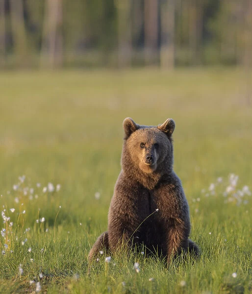 Young Brown bear (Ursus arctos) sitting in meadow looking at photographer, Finland. July