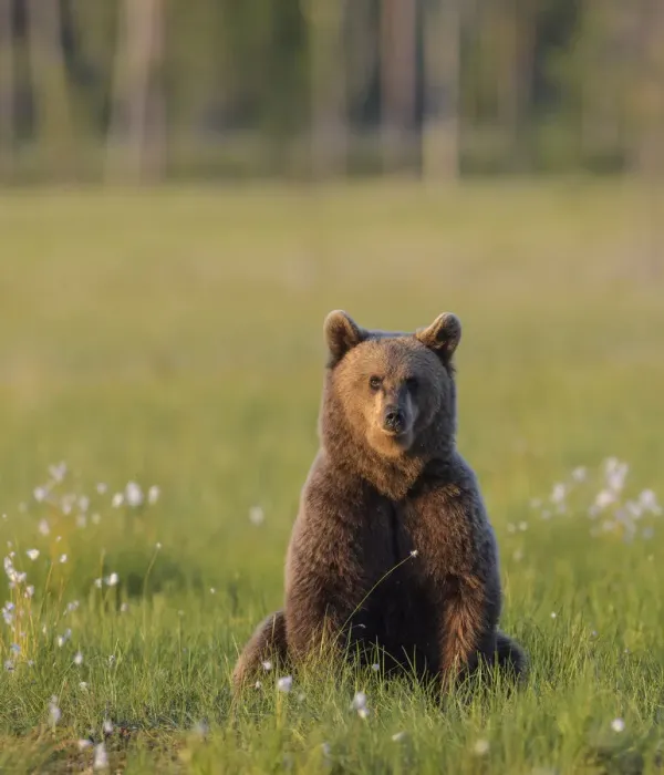 Framed Print : Young Brown bear (Ursus arctos) sitting in meadow looking at photographer, Finland. July Framed Print : Young Brown bear (Ursus arctos) sitting in meadow looking at photographer, Finland. July