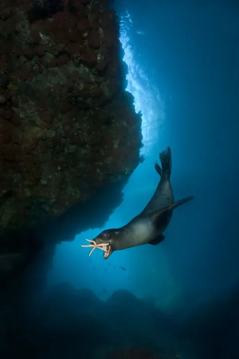 Framed Print : A young California sealion (Zalophus californianus) playing with a starfish, inside Framed Print : A young California sealion (Zalophus californianus) playing with a starfish, inside