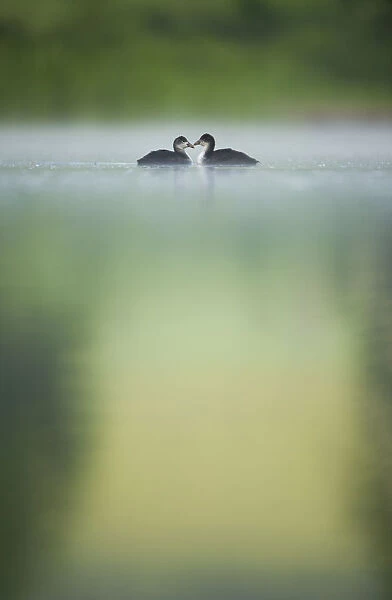 Two young Coots (Fulica atra) on a still lake at dawn, Derbyshire, England, UK, June 2010