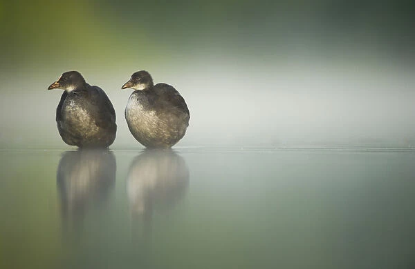 Two young Coots (Fulica atra) standing together in shallow water, Derbyshire, England