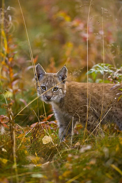 Young European lynx {Lynx lynx} Laponia  /  Lappland, Finland Captive