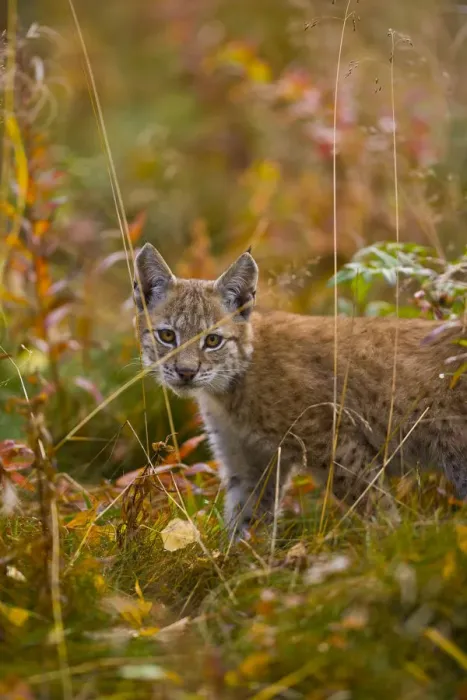 Framed Print : Young European lynx {Lynx lynx} Laponia  /  Lappland, Finland Captive