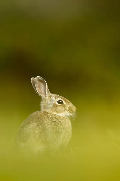 Young European rabbit (Oryctolagus cuniculus) sitting in long grass, Murlough Nature Reserve
