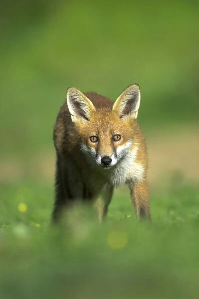 Young Fox (Vulpes vulpes) in late summer. Dorset, UK, August