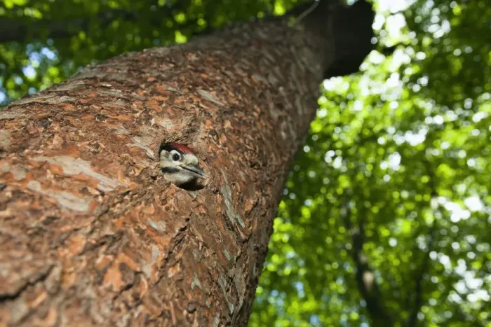 Framed Print : Young Great spotted woodpecker (Dendrocopos major) looking out of hole, deciduous Framed Print : Young Great spotted woodpecker (Dendrocopos major) looking out of hole, deciduous