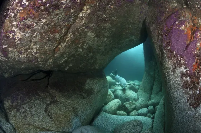 Framed Print : Young Grey seal (Halichoerus grypus) exploring an underwater cave, Lundy Island, Devon Framed Print : Young Grey seal (Halichoerus grypus) exploring an underwater cave, Lundy Island, Devon