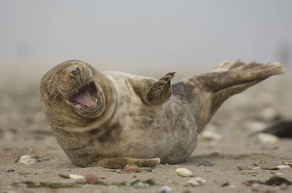 Young grey seal (Halichoerus grypus) lying on sand, Helgoland, Germany