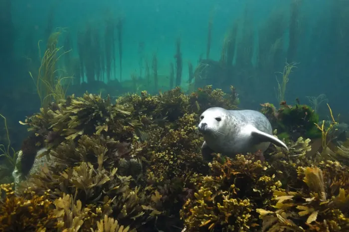 Framed Print : Young Grey seal (Halichoerus grypus) resting on a bed of seaweed, Island of Coll