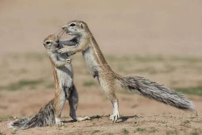 Framed Print : Young ground squirrels (Xerus inauris) fighting, Kgalagadi Transfrontier Park, Northern Cape Framed Print : Young ground squirrels (Xerus inauris) fighting, Kgalagadi Transfrontier Park, Northern Cape