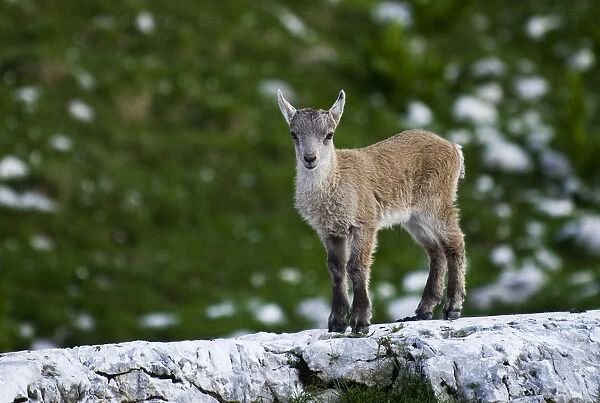 Young Ibex (Capra ibex) standing on rock, Triglav National Park, Julian Alps, Slovenia