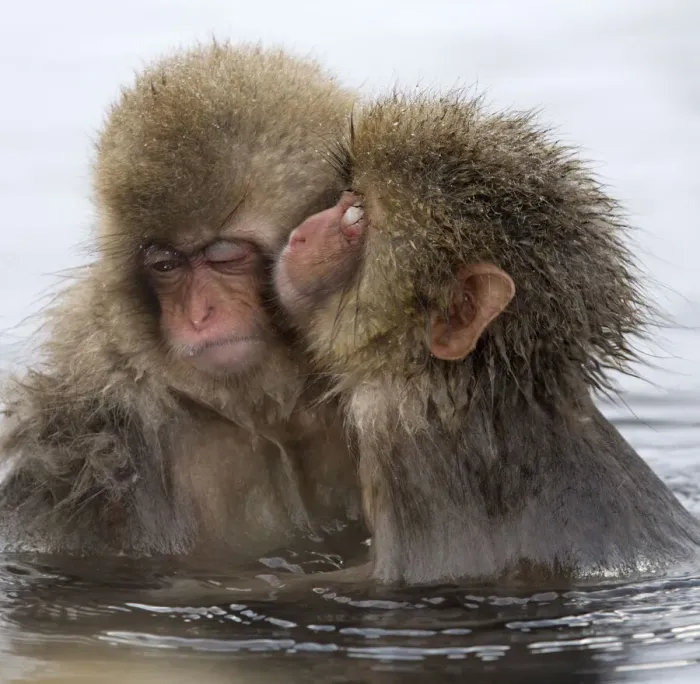 Framed Print : Young Japanese macaque (Macaca fuscata) kissing Framed Print : Young Japanese macaque (Macaca fuscata) kissing