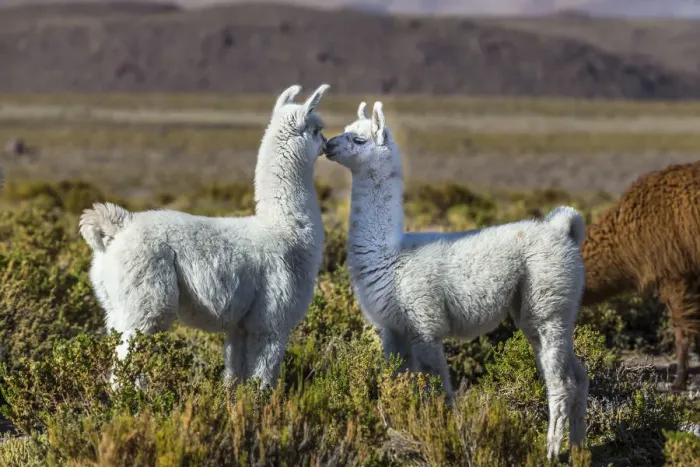 Framed Print : Young Lamas in pasture (Lama glama) altiplano of Atacama Desert, Chile Framed Print : Young Lamas in pasture (Lama glama) altiplano of Atacama Desert, Chile