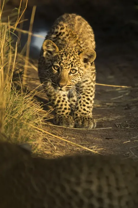 Framed Print : Young Leopard (Panthera pardus) looking at camera in morning light. Serengeti, Tanzania Framed Print : Young Leopard (Panthera pardus) looking at camera in morning light. Serengeti, Tanzania