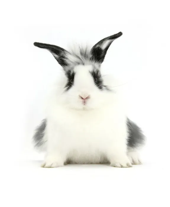Framed Print : Young Lionhead-cross rabbit, against white background Framed Print : Young Lionhead-cross rabbit, against white background