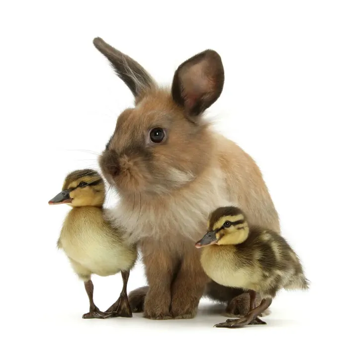Framed Print : Young Lionhead-Lop rabbit and Mallard ducklings Framed Print : Young Lionhead-Lop rabbit and Mallard ducklings