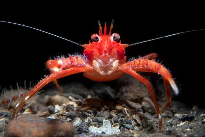 Framed Print : Young Long clawed squat lobster (Munida rugosa), portrait, Loch Linnhe, The Highlands Framed Print : Young Long clawed squat lobster (Munida rugosa), portrait, Loch Linnhe, The Highlands
