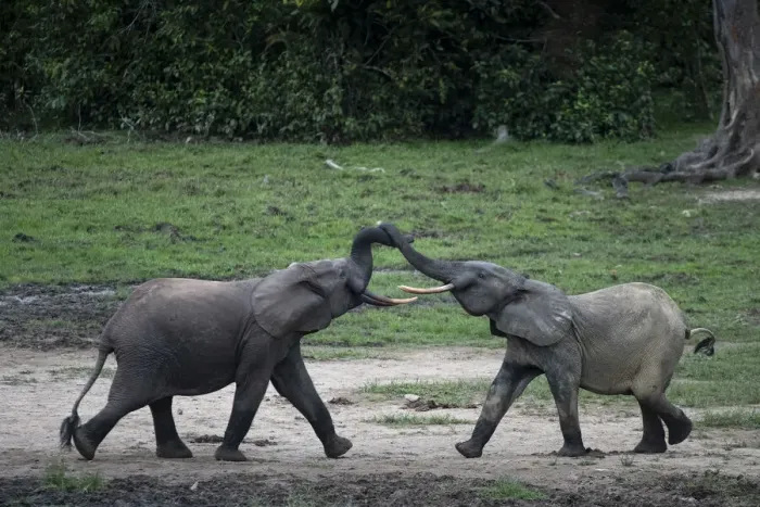 Framed Print : Two young male African forest elephants (Loxodonta cyclotis) fighting over small pool of water in Dzanga-Sangha National Park, Central African Republic
