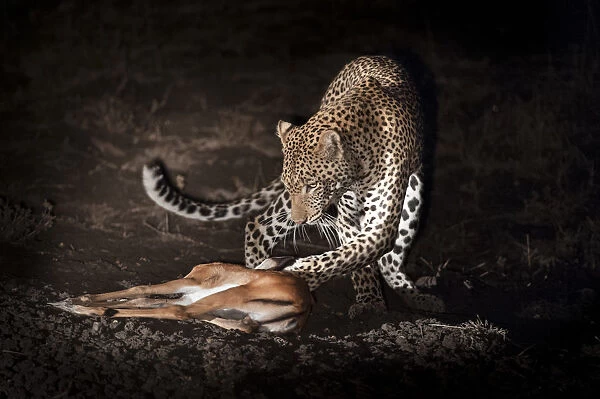 Young male Leopard (Panthera pardus) playing with kill after successfully hunting