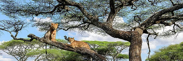 Young male Lion and lioness (Panthera leo) resting in tree during middle of the day to escape the heat. Acacia woodland near Ndutu, Ngorongoro Conservation Area  /  Serengeti National Park border, Tanzania