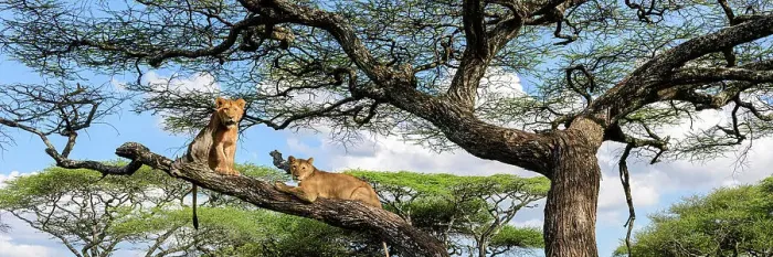 Framed Print : Young male Lion and lioness (Panthera leo) resting in tree during middle of the day to escape the heat. Acacia woodland near Ndutu, Ngorongoro Conservation Area / Serengeti National Park border, Tanzania Framed Print : Young male Lion and lioness (Panthera leo) resting in tree during middle of the day to escape the heat. Acacia woodland near Ndutu, Ngorongoro Conservation Area / Serengeti National Park border, Tanzania
