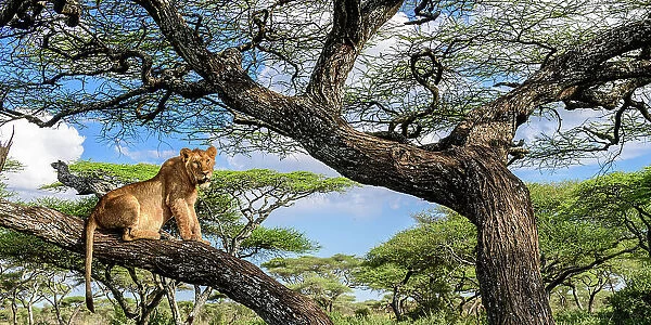 Young male Lion (Panthera leo) resting in tree during middle of the day to escape the heat. Acacia woodland near Ndutu, Ngorongoro Conservation Area  /  Serengeti National Park border, Tanzania