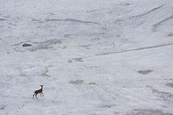 Young male Red deer (Cervus elaphus) walking on snow field to get rid of flies, Western Tatras