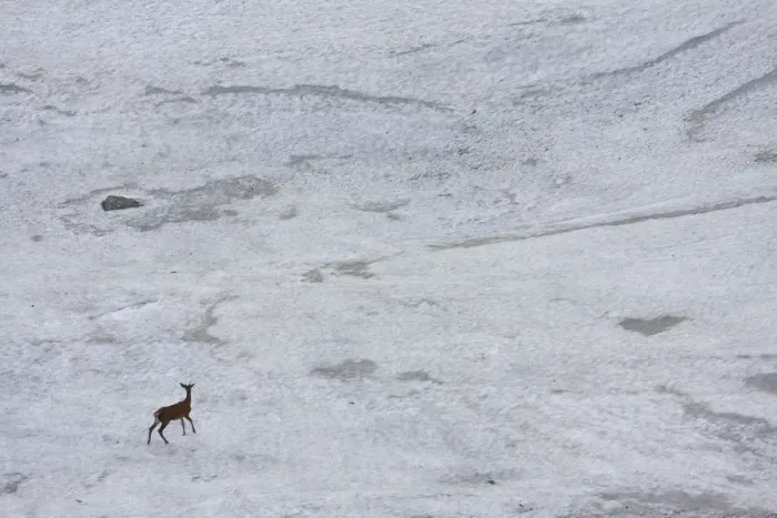 Framed Print : Young male Red deer (Cervus elaphus) walking on snow field to get rid of flies, Western Tatras