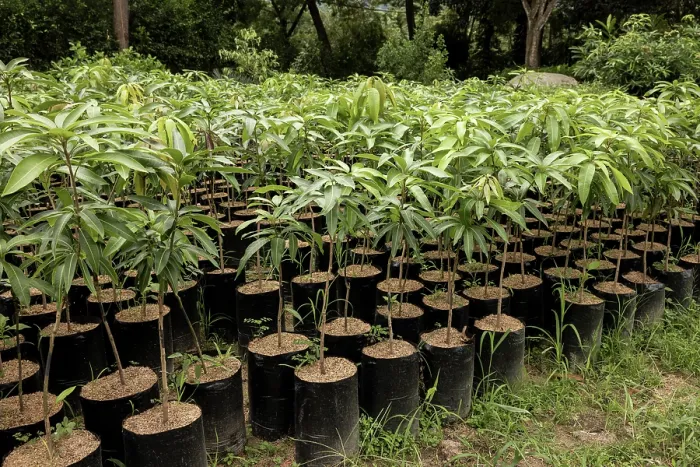 Framed Print : Young Mango trees (Mangifera indica) in a nursery, part of a reforestation project, Sierra Nevada de Santa Marta, Colombia. November, 2021 Framed Print : Young Mango trees (Mangifera indica) in a nursery, part of a reforestation project, Sierra Nevada de Santa Marta, Colombia. November, 2021