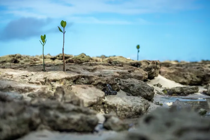 Framed Print : Young mangrove shoots growing along the rocky coast of Leleuvia Island, Lomaiviti Group, Fiji Framed Print : Young mangrove shoots growing along the rocky coast of Leleuvia Island, Lomaiviti Group, Fiji